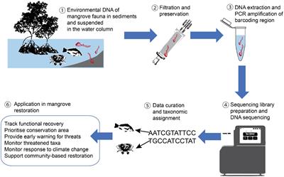 Prospects and challenges of environmental DNA (eDNA) metabarcoding in mangrove restoration in Southeast Asia